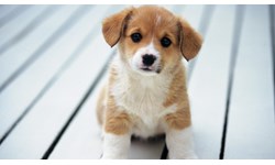 Jual Anjing Di Jakarta Harga Murah Distributor Dan Toko Beli Online