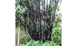 Jual Bambu Wulung  harga murah distributor beli online 0