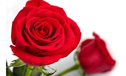 Jual Bunga Mawar Di Surabaya Harga Murah Distributor Dan Toko Beli Online